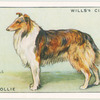 Rough Collie.