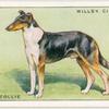 Smooth Collie.