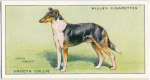 Smooth Collie.