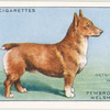 Pembrokeshire Welsh Corgie.