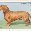 Dachshund.