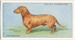 Dachshund.