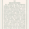 Dachshund.