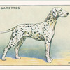 Dalmatian.