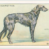 Deerhound.