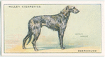 Deerhound.