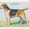 Foxhound.