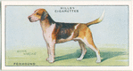 Foxhound.