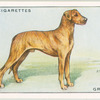Great Dane.