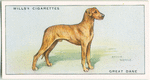 Great Dane.