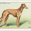 Greyhound.
