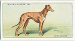 Greyhound.
