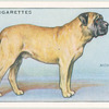 Mastiff.