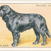 Newfoundland.