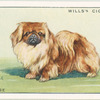 Pekingese.