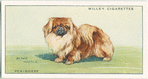Pekingese.