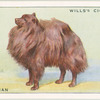 Pomeranian.