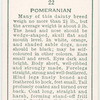 Pomeranian.
