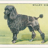 Poodle.