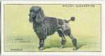 Poodle.