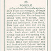 Poodle.