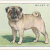 Pug.