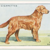 Golden Retriever.