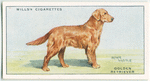 Golden Retriever.