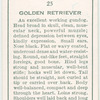 Golden Retriever.