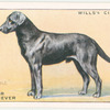 Labrador Retriever.