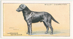 Labrador Retriever.