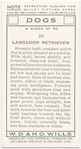 Labrador Retriever.