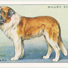 St. Bernard.