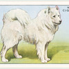 Samoyed.
