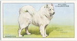 Samoyed.