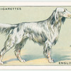 English Setter.