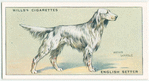 English Setter.