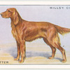 Irish Setter.