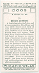 Irish Setter.