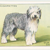 Old English Sheepdog.