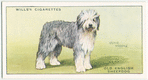 Old English Sheepdog.