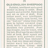 Old English Sheepdog.