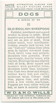 Old English Sheepdog.