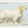 Clumber Spaniel.