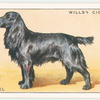 Cocker Spaniel.