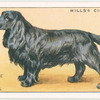 Field Spaniel.