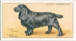 Field Spaniel.