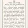 Field Spaniel.