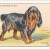 King Charles Spaniel.