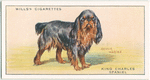 King Charles Spaniel.